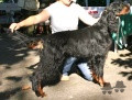 Pedigree SGURRMOR BLACKSUN Pedigree SGURRMOR BLACKSUN